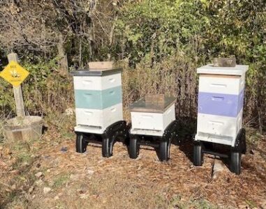 Keeping Honeybees for Profit or Pleasure Image